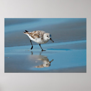 Sanderling (Calidris Albe) Feeding On Wet Beach Poster