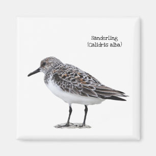 Sanderling Magnet