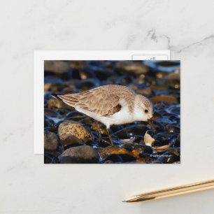 Sanderling Sandpiper Dines on Clam at Beach Postcard