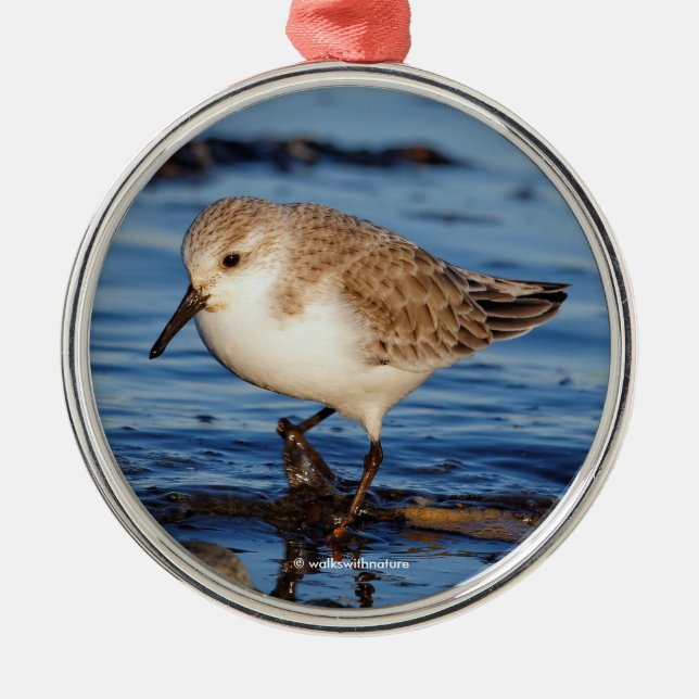 Sanderling Sandpiper Wandering the Shores Metal Ornament (Front)