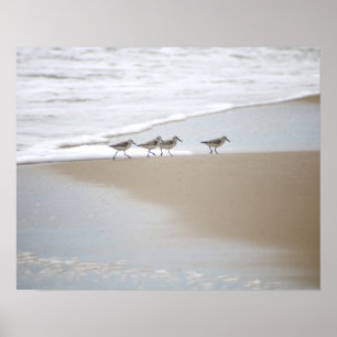 Sanderlings Walking on the Beach Colour 16x20  Poster