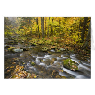 Sanderson Brook.  Chester-Blanford State Forest.