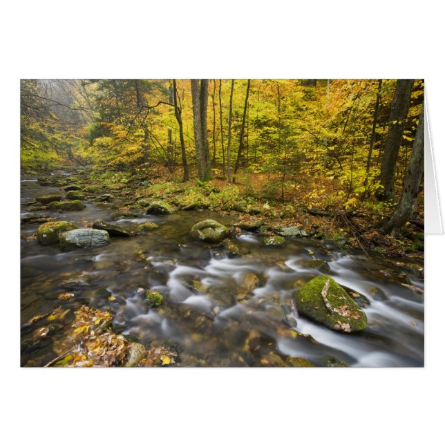 Sanderson Brook.  Chester-Blanford State Forest. (Front Horizontal)