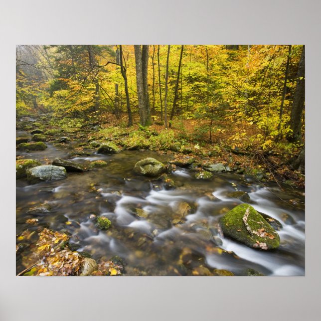 Sanderson Brook.  Chester-Blanford State Forest. Poster (Front)