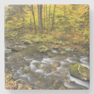 Sanderson Brook.  Chester-Blanford State Forest. Stone Coaster