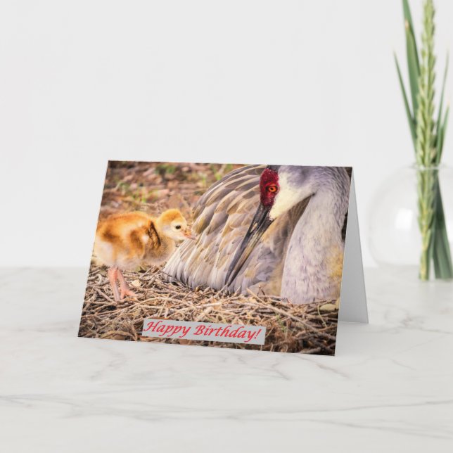 Sandhill Baby Bird Wants attention Card (Front)