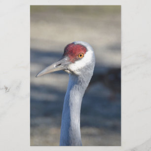 Sandhill Crane