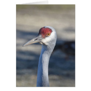 Sandhill Crane