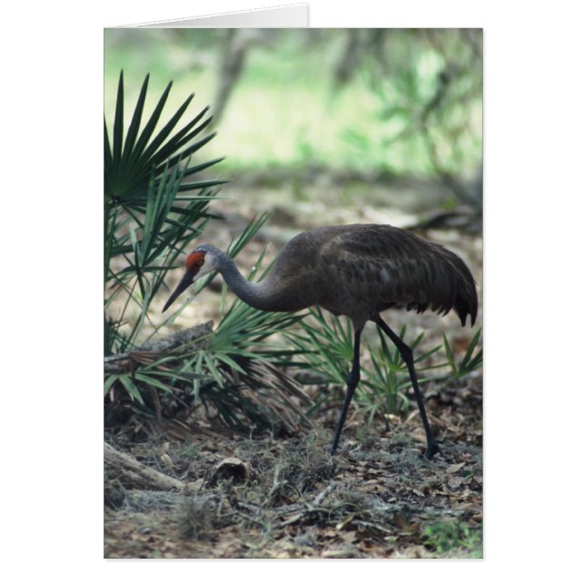 Sandhill Crane (Front)