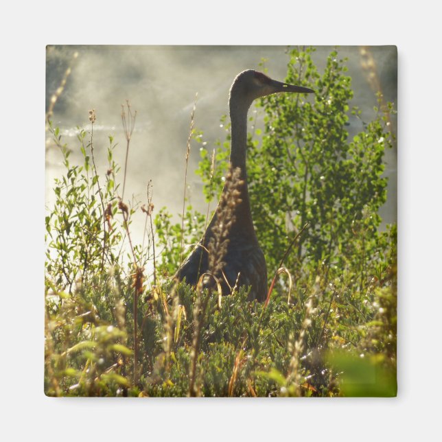 Sandhill Crane at Moose Ponds in Grand Teton Magnet (Front)