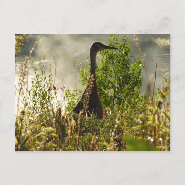 Sandhill Crane at Moose Ponds in Grand Teton Postcard (Front)