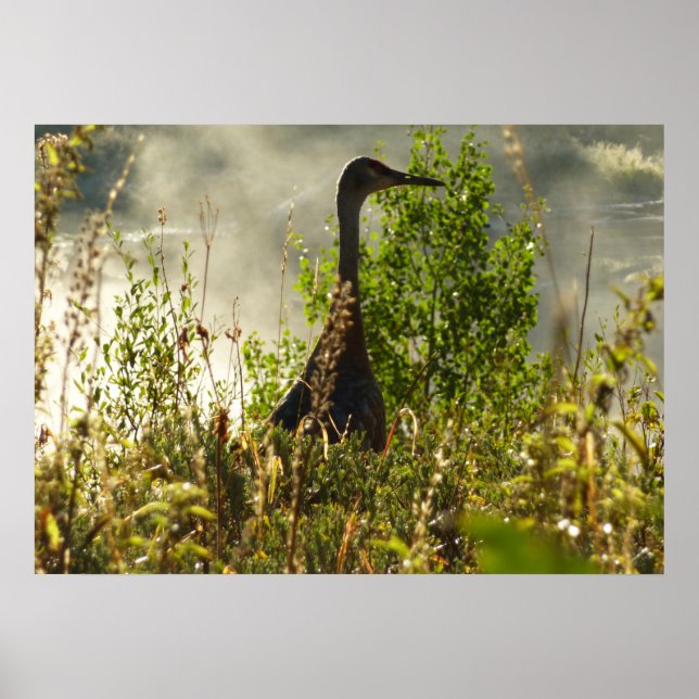 Sandhill Crane at Moose Ponds in Grand Teton Poster (Front)