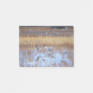 Sandhill Crane Birds Dance Wildlife  Post It Notes