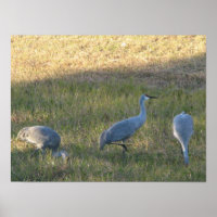 Sandhill Crane Birds Eating Grass Photo