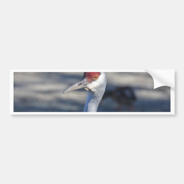 Sandhill Crane Bumper Sticker (Front)