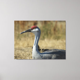 Sandhill Crane Canvas Print