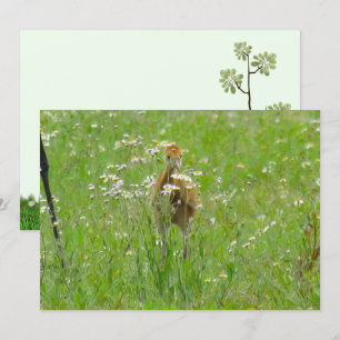 Sandhill Crane Colt (chick) Flat Card