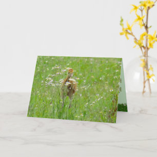 Sandhill Crane Colt (chick) in a field of flowers Card