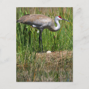 Sandhill Crane & Egg postcard