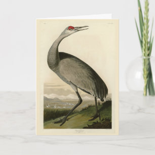 Sandhill Crane from Audubon's Birds of America Card