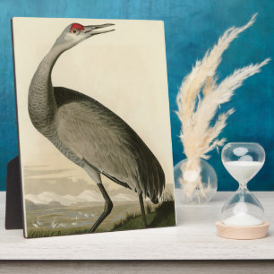 Sandhill Crane from Audubon's Birds of America Plaque