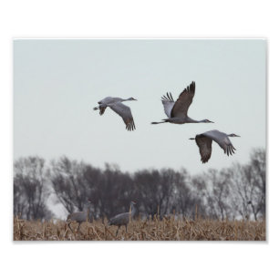 Sandhill Crane In Flight Photo Print