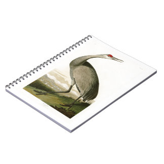 Sandhill Crane John James Audubon Birds of America Notebook