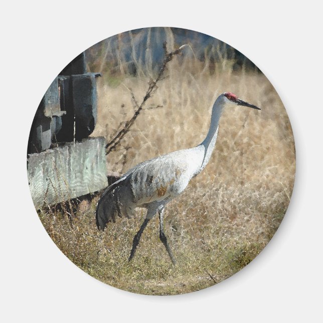 Sandhill Crane Magnet (Front)