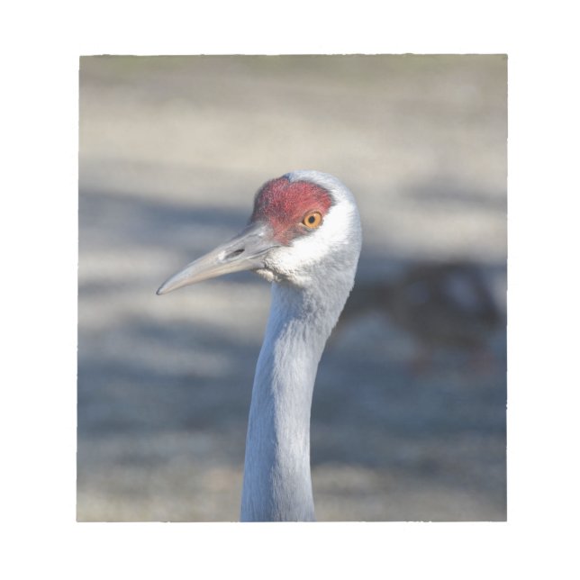 Sandhill Crane Notepad (Front)