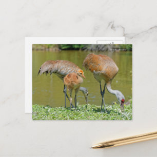 Sandhill Crane Parents and Chick Postcard