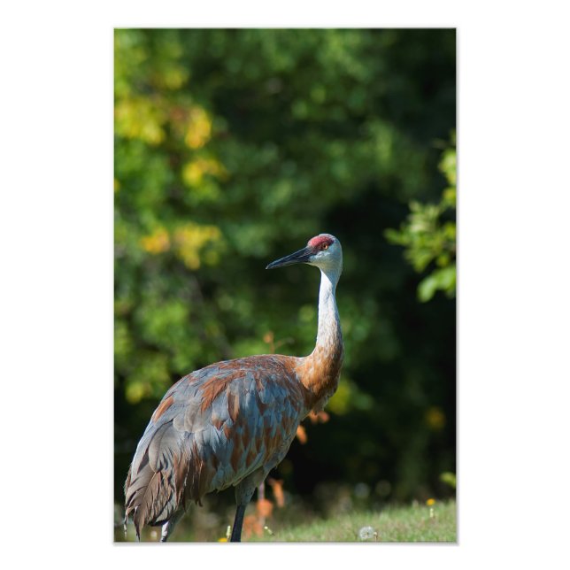 SandHill crane Photo Print (Front)