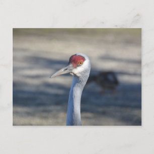 Sandhill Crane Postcard