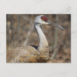 Sandhill Crane postcard