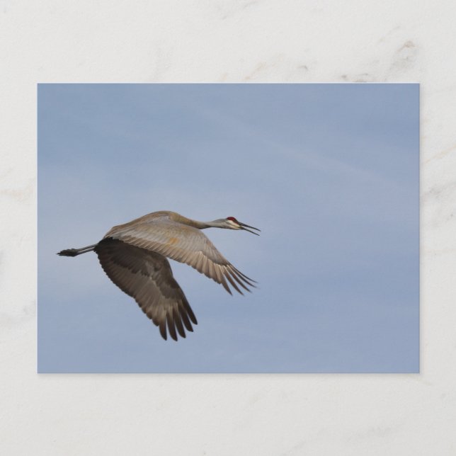 Sandhill Crane postcard (Front)