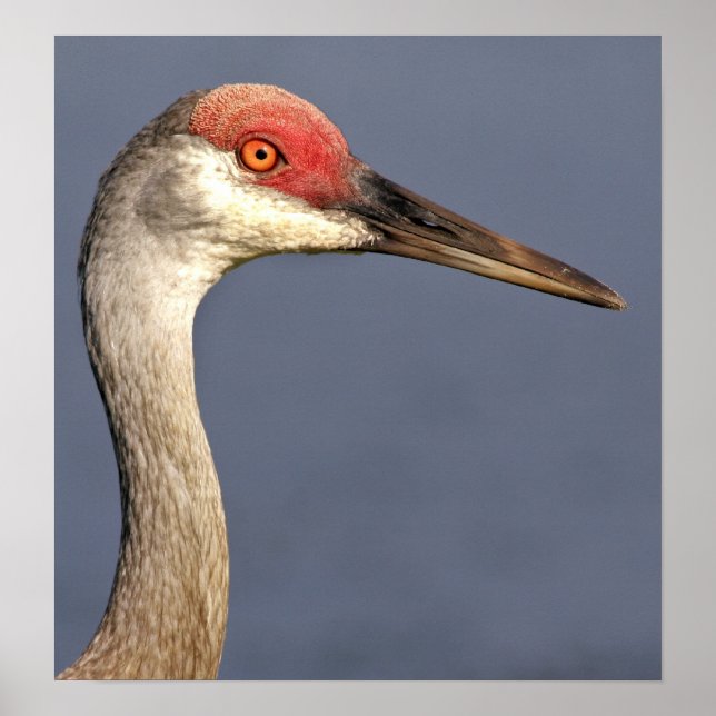Sandhill Crane Poster (Front)