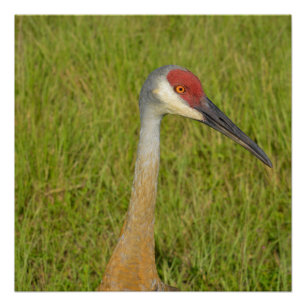 Sandhill Crane Side View Close Up Photograph Poster
