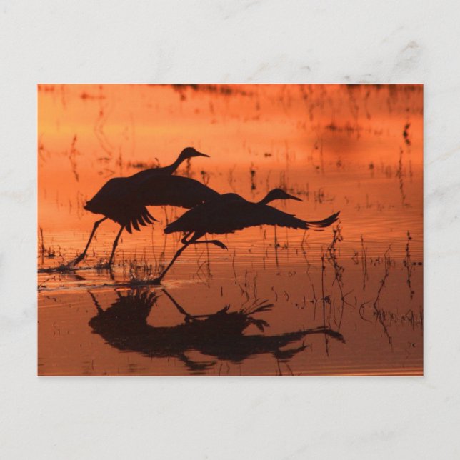 Sandhill Crane Sunset Postcard (Front)