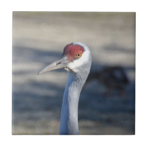 Sandhill Crane Tile
