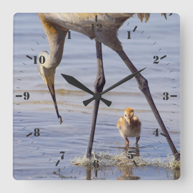 Sandhill crane with chick (colt) in Florida lake Square Wall Clock (Front)