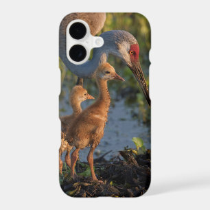 Sandhill crane with chicks, Florida