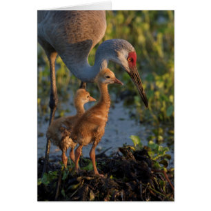 Sandhill crane with chicks, Florida