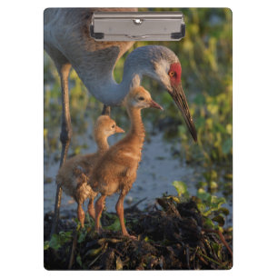 Sandhill crane with chicks, Florida Clipboard