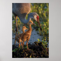 Sandhill crane with chicks, Florida
