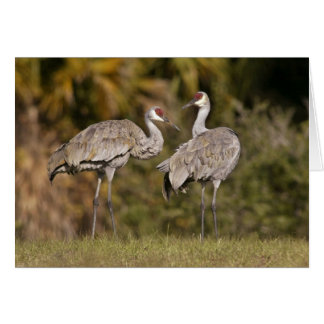 Sandhill Cranes