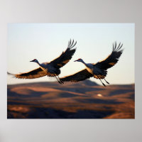 Sandhill Cranes at morning