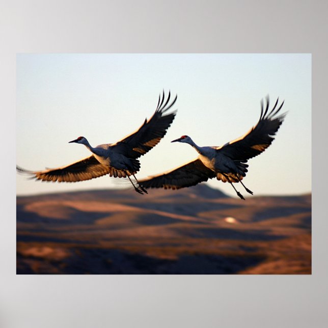 Sandhill Cranes at morning Poster (Front)