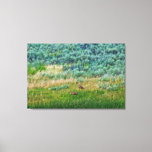 Sandhill Cranes Canvas Print (Front)