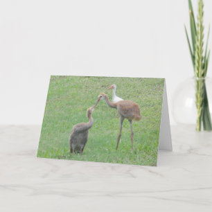 Sandhill Cranes Card