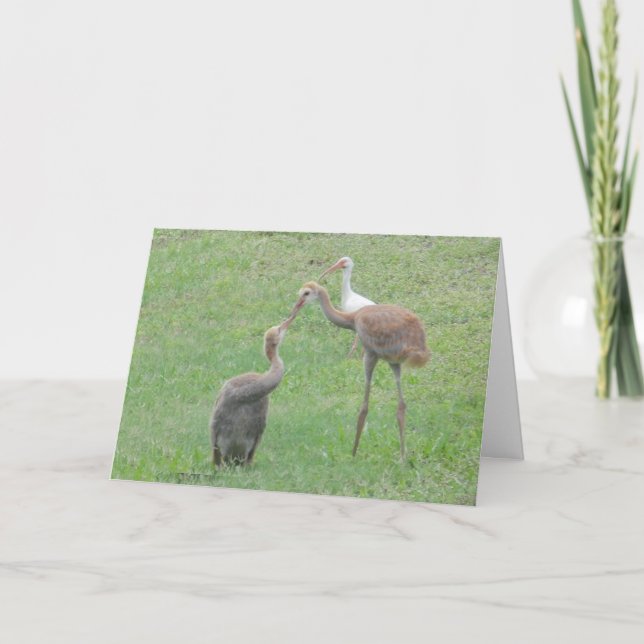 Sandhill Cranes Card (Front)