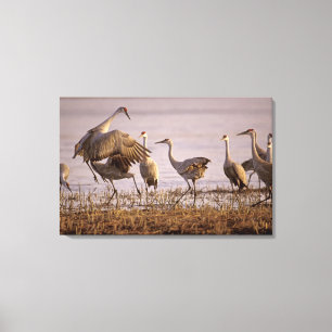 Sandhill Cranes Grus canadensis) Platte Canvas Print